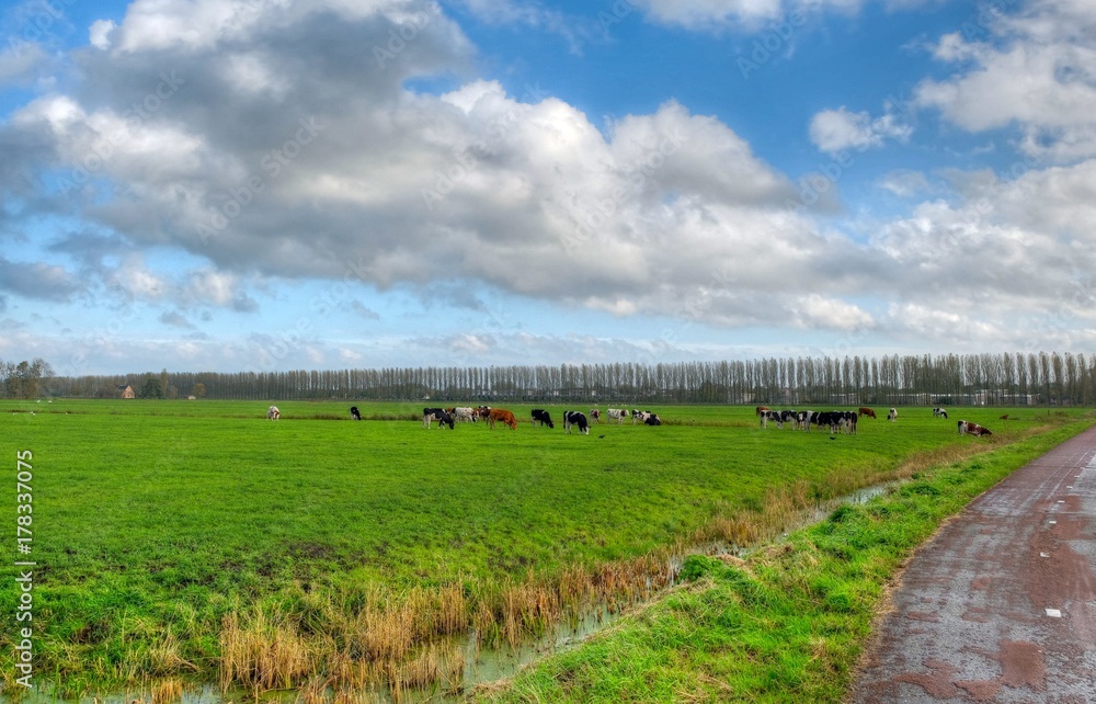 Dutch landscape in the summertime
