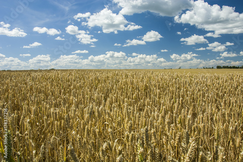 Large wheat field
