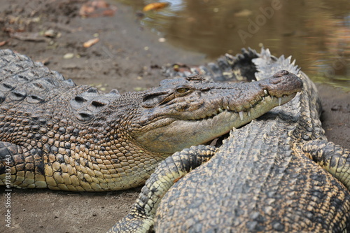 Couple Crocodile
