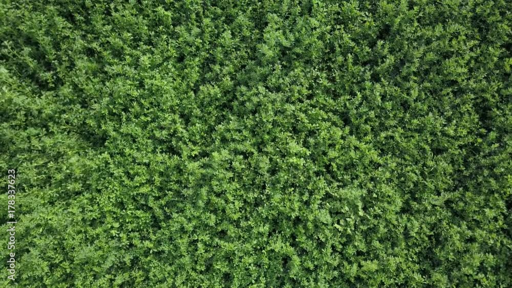 Aerial overhead close alfalfa hay agriculture farm. Rural community where farming is the main source of employment and income. Hay alfalfa and grain crop growing prepared field. Aerial overhead close alfalfa hay agriculture farm. Rural community where farming is the main source of employment and income. Hay alfalfa and grain crop growing prepared field.