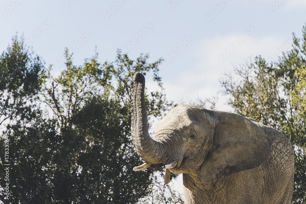 Obraz premium Elephant