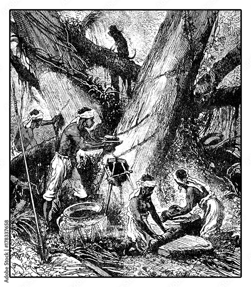 XIX century illustration of latex harvesting from palaquium tree for