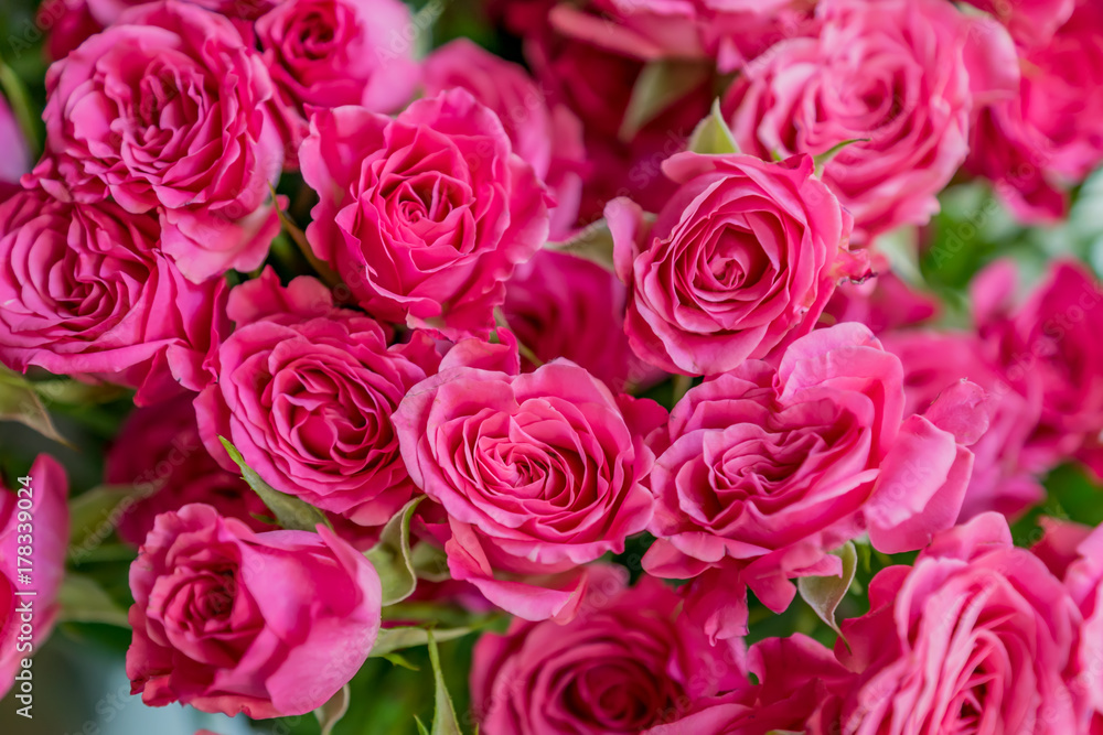 bunch of pink roses background, soft focus bunch of pink roses background, soft focus
