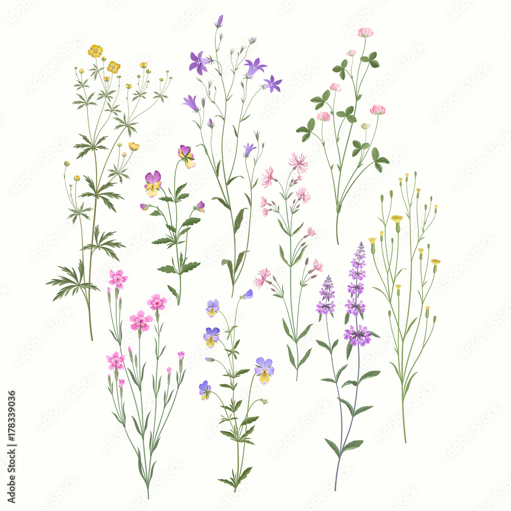 Obraz zestaw kwiatowy. kwiaty łąkowe