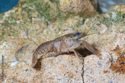 European crayfish  astacus astacus in the pond
