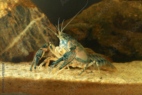 Like a lobster Eastern crayfish, orconectes limosus