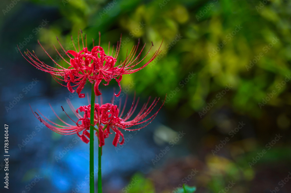 Licorice /Higanbana, the Latin name Lycoris radiata (bulbous plant of