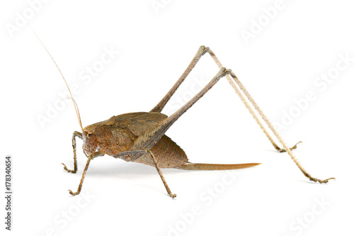 Katydid grasshopper (female) from Thailand/southeast Asia on white background © iamtk