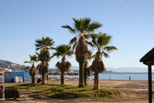 Die Palmen