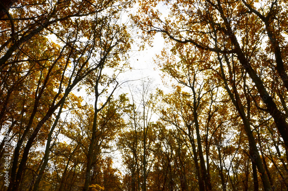 Naklejka premium Multicolored tree crowns on a white background. Deciduous trees. Gold and yellow leaves on the bright sky. Design Element