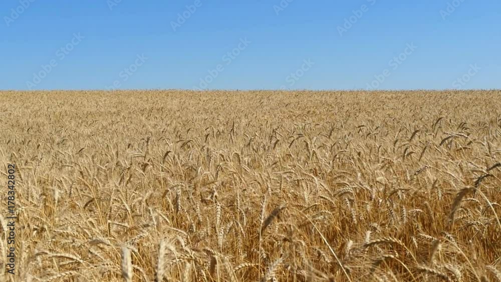 Ripe wheat, ready for harvest. Wheat field on blue sky background. Cultivation and harvesting. The field of golden wheat swaying. The natural landscape Ripe wheat, ready for harvest. Wheat field on blue sky background. Cultivation and harvesting. The field of golden wheat swaying. The natural landscape