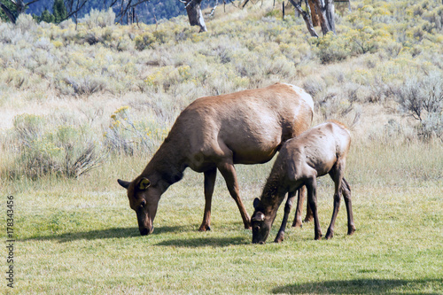 A cow elk and yearling elk graze on grass