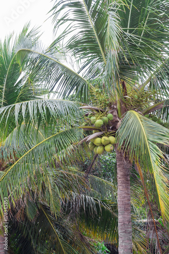 Fototapeta Naklejka Na Ścianę i Meble -  Coconut Tree : ココナッツツリー・ヤシの木