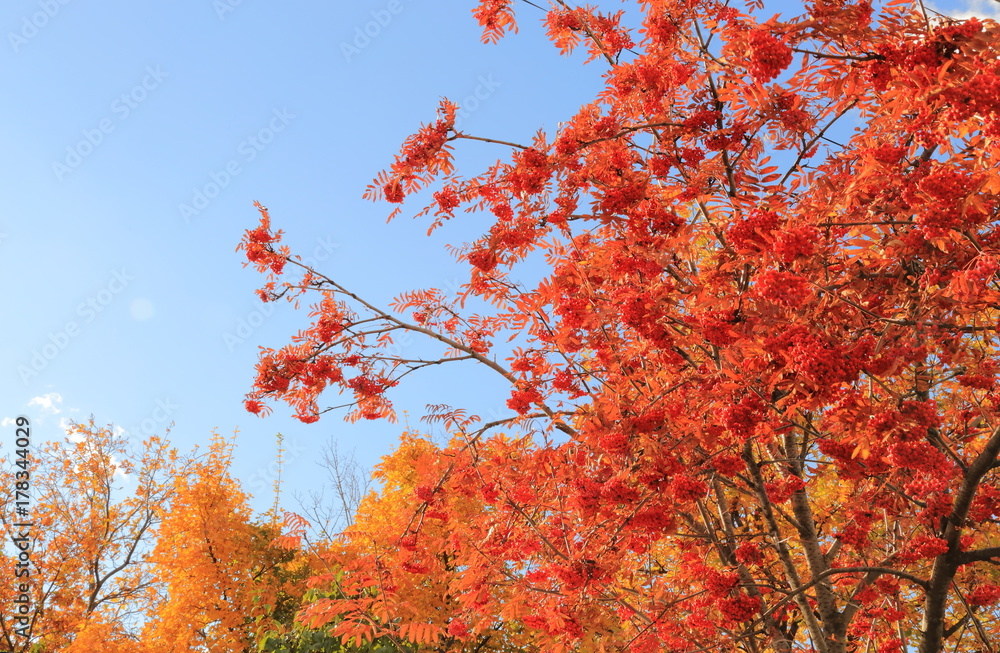 Red ashberry and yellow trees against a blue autumn sky.