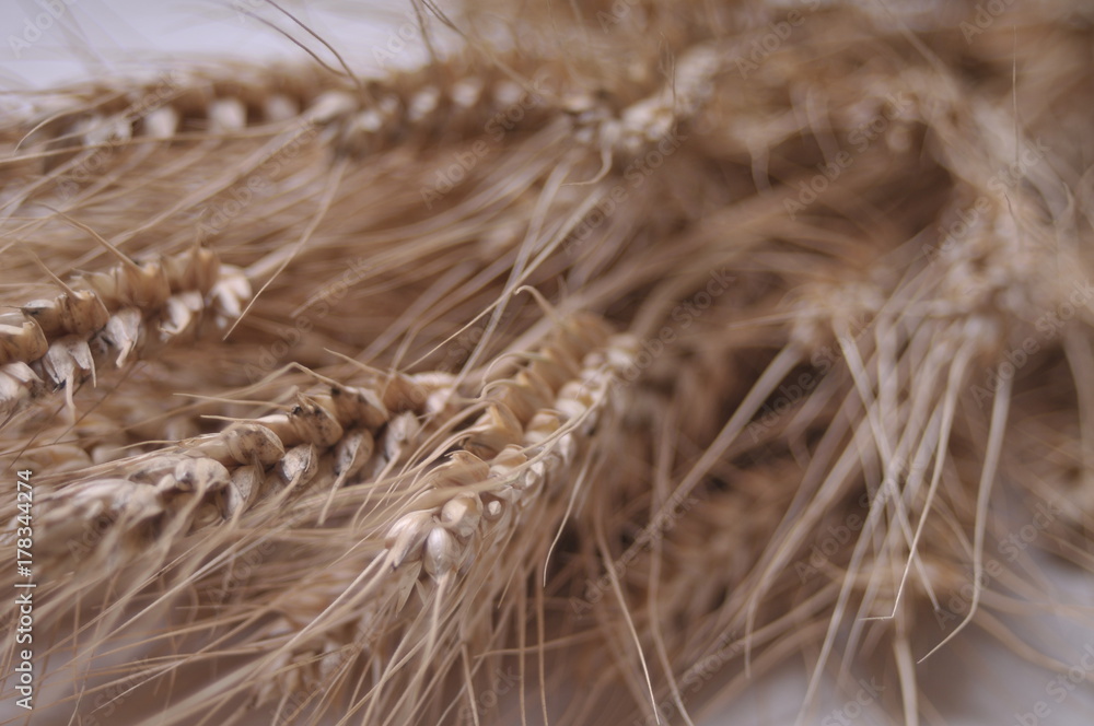 Ripe wheat bran on the table Ripe wheat bran on the table