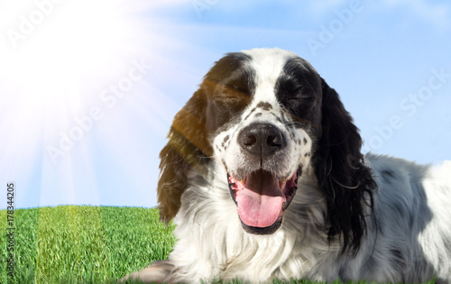 dog sitting on green grass