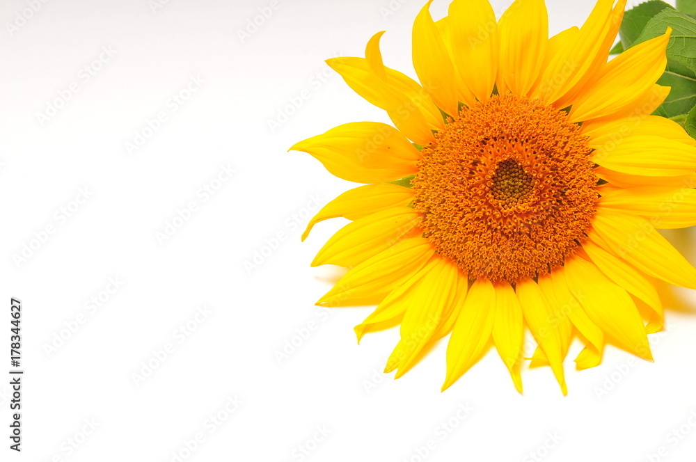 Obraz premium Sunflowers on a white background