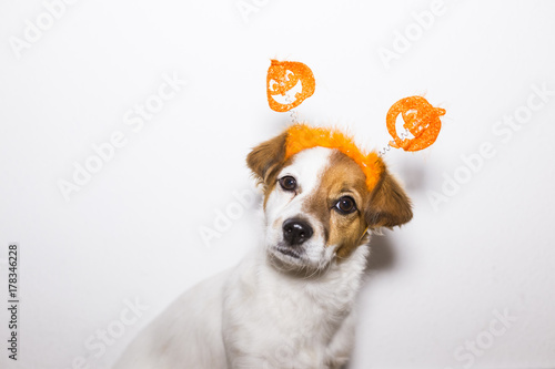 portrait of a young cute dog wearing a funny halloween diadem. White background. Indoors