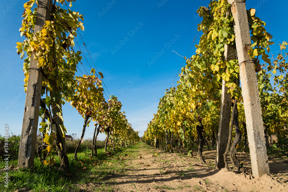 Fototapeta premium Rows of vineyard after harvesting in Slovakia