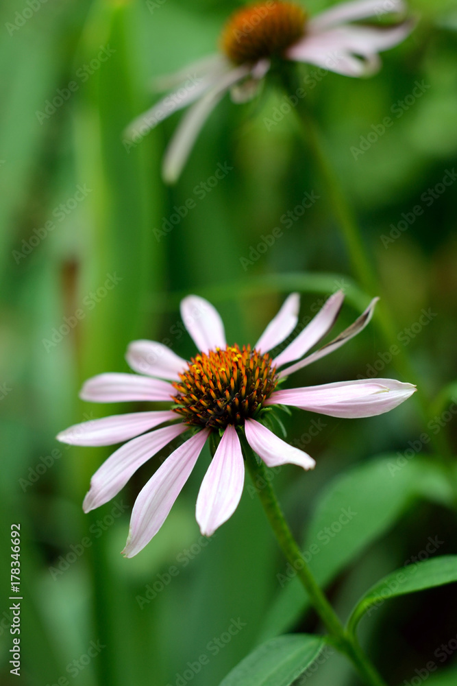 Fototapeta premium Chamomile