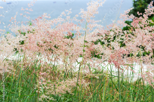 Pampas : 植物・ススキ・タイ