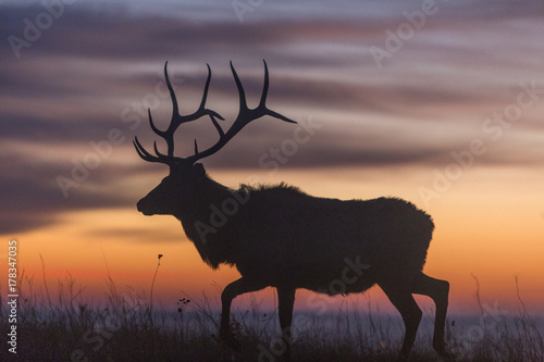 elk silhouette at dawn; Maxwell Wildlife Refuge, Kansas