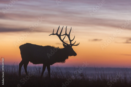 elk silhouette, early morning at Maxwell Wildlife Refuge, Kansas