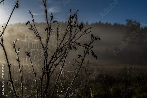 Spinnennetz mit Fr  htau im Morgennebel