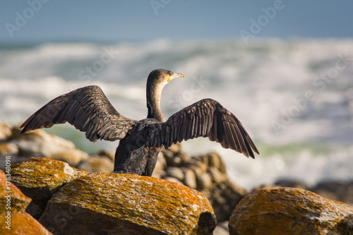 A Cape Cormorant dries its wings, standing on rocks next to the ocean at Cape Agulhas, South Africa.