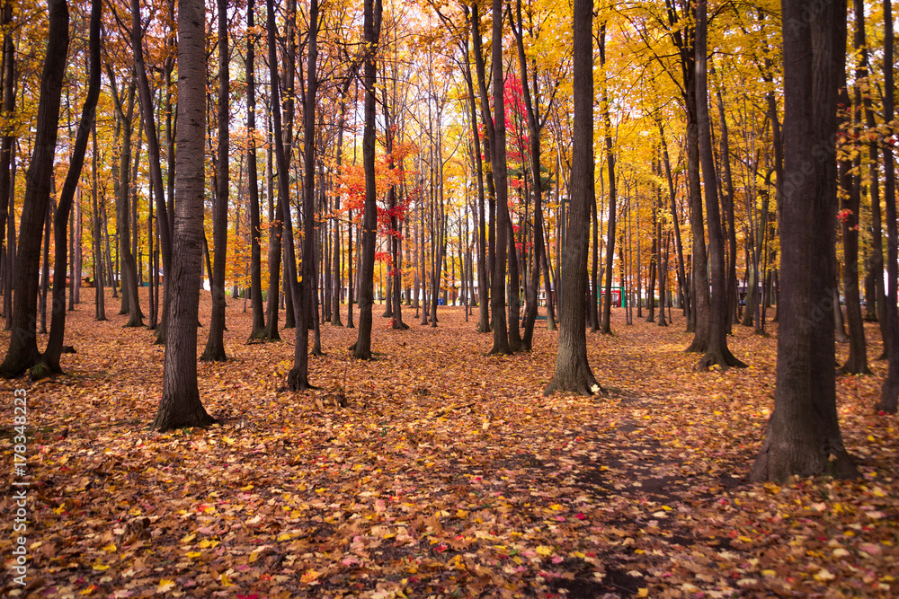 autumn foliage scenic