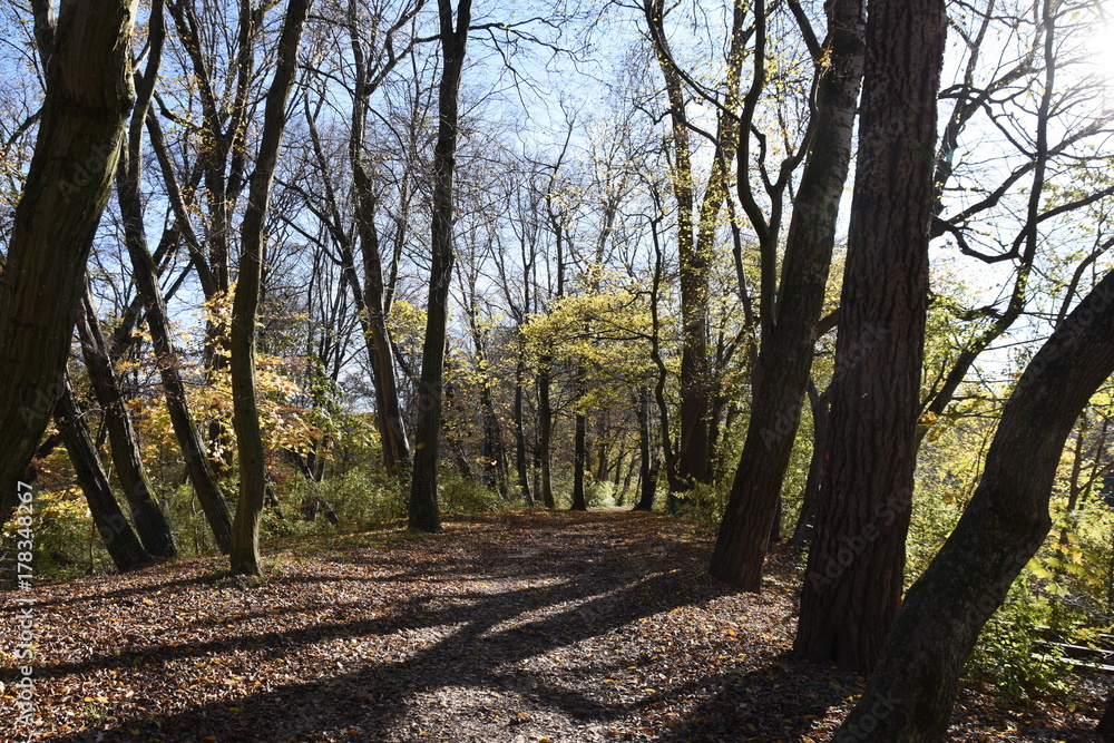 Fototapeta premium Herbstweg im Stadtpark