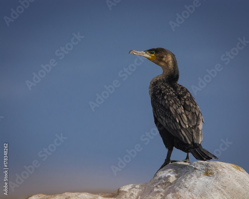 Cape Cormorant keeps a wary eye on the camera at Cape Agulhas, South Africa