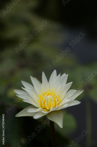 タイの睡蓮の花