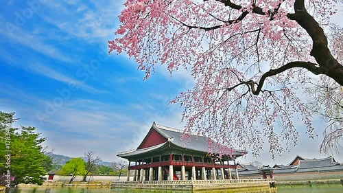 Time lapse of Gyeongbokgung palace and Cherry blossom in spring, Seoul in South Korea. photo