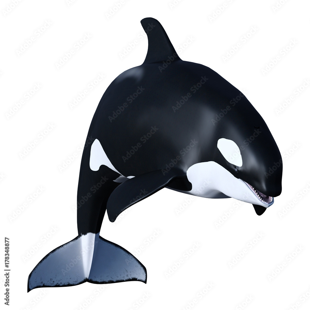 3D Rendering Orca Killer Whale Calf on White Stock Illustration | Adobe ...