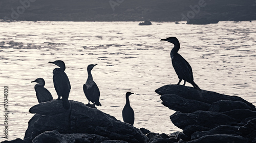 A gaggle of cormorants silhoetted against the dawn at Cape Agulhas, South Africa photo