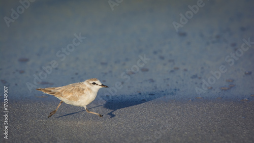 Tiny White-fronted plover scampers along the beach near Cape Agulhas, South Africa