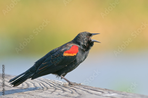 Red Winged Blackbird