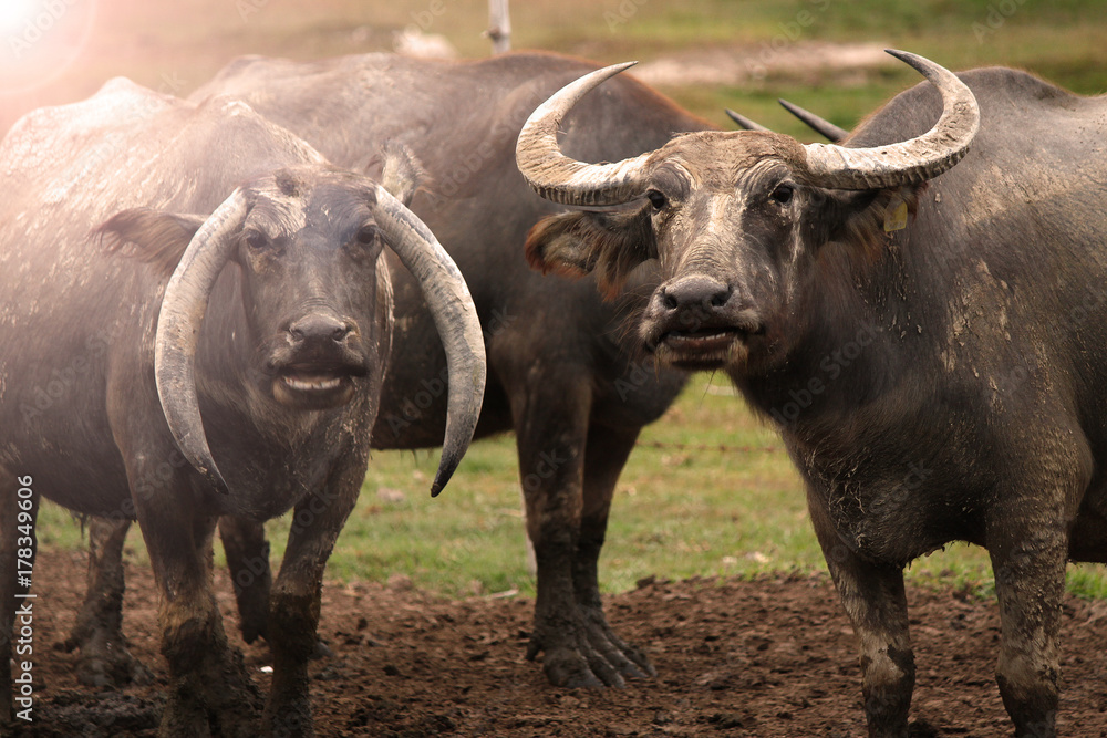 Obraz premium Thai Buffalo