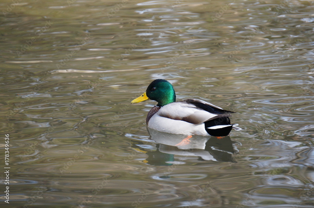 Obraz premium 池のカモ