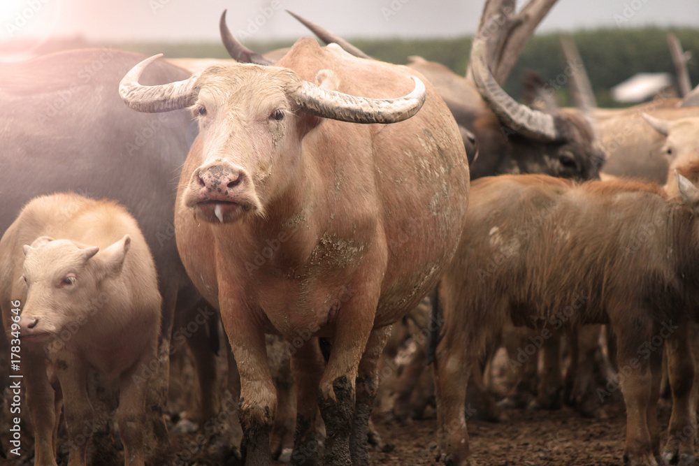 Obraz premium Thai Buffalo