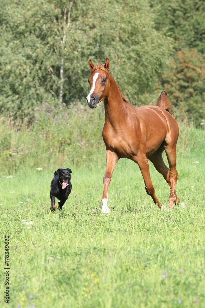 Fototapeta premium Beautiful arabian horse running with a dog