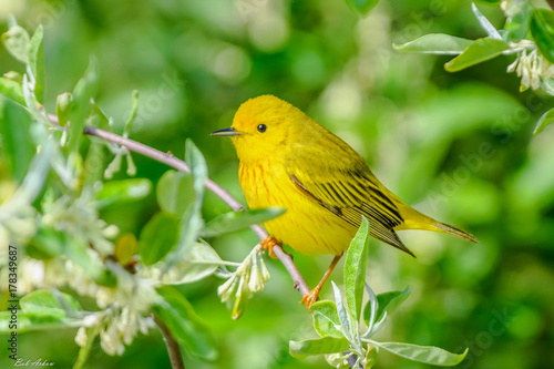Yellow Warbler