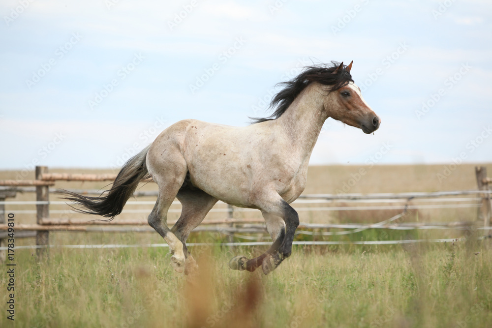 Fototapeta premium Welsh pony running on pasturage