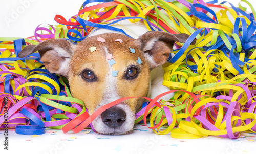 Photography party celebration dog