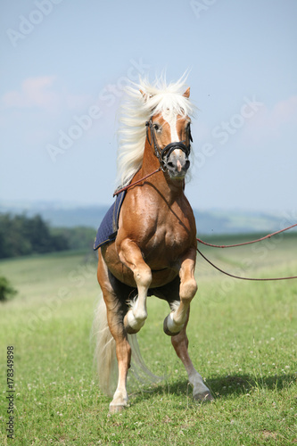 Amazing haflinger stallion prancing in beautiful nature