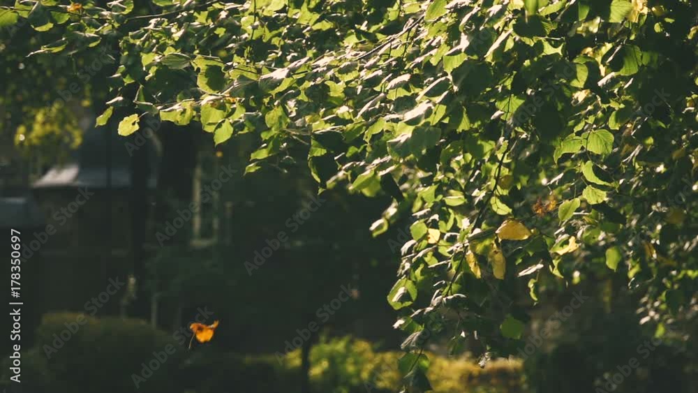 Autumn in Park, leaves falling down - slow motion shot Autumn in Park, leaves falling down - slow motion shot