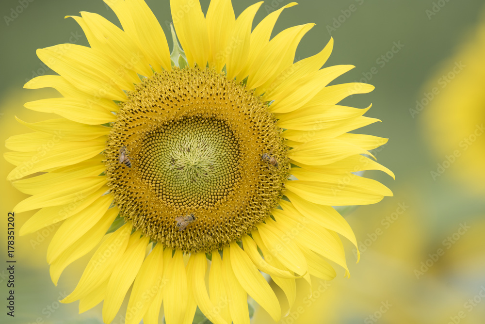 Closeup nature view of flower on blurred background Closeup nature view of flower on blurred background