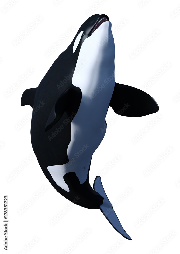 Obraz premium 3D Rendering Orca Killer Whale Calf on White