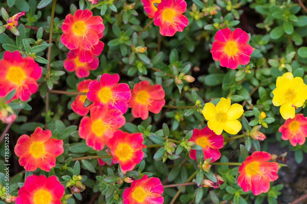 Common Purslane flower for background Common Purslane flower for background
